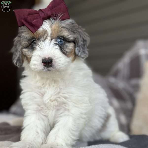 Dot, Mini Bernedoodle Puppy